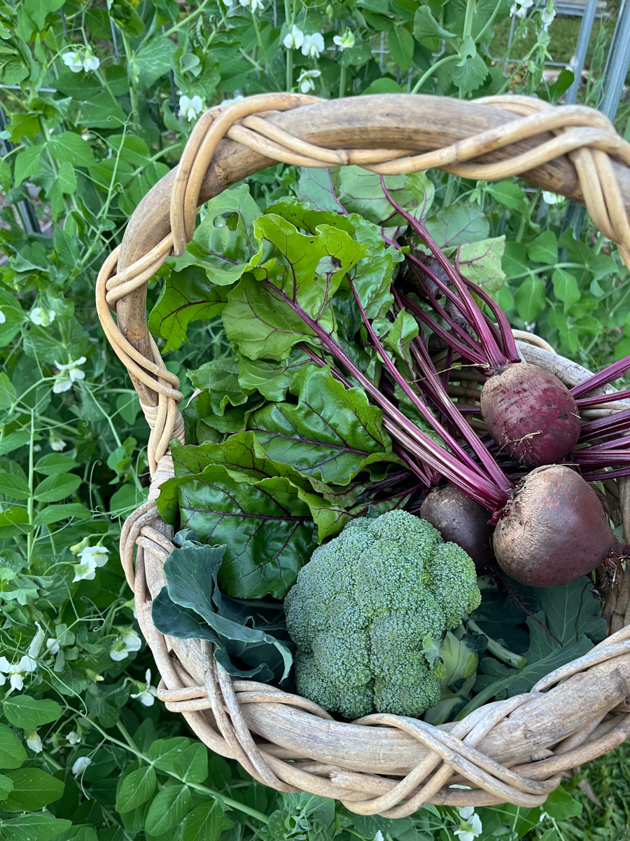 A basket full of harvested vegetables from the garden